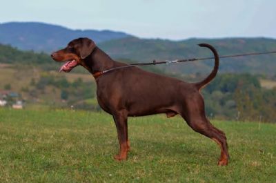 Doberman tene